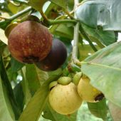 1-magosteen-on-tree-stages-ripe-unripe-thailand-1006a