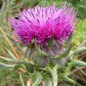 silybummarianum1gj